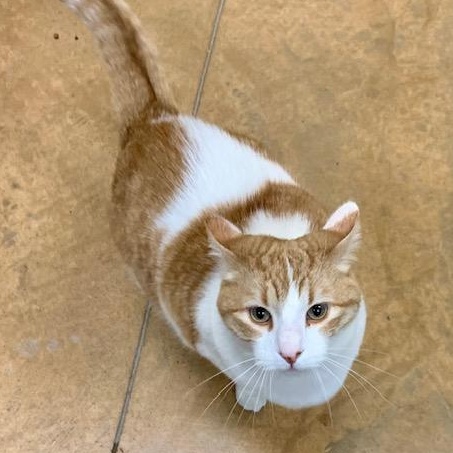 Enlarge Kat, a ADOPTABLE mixed breed in Thayne, WY image 3/6