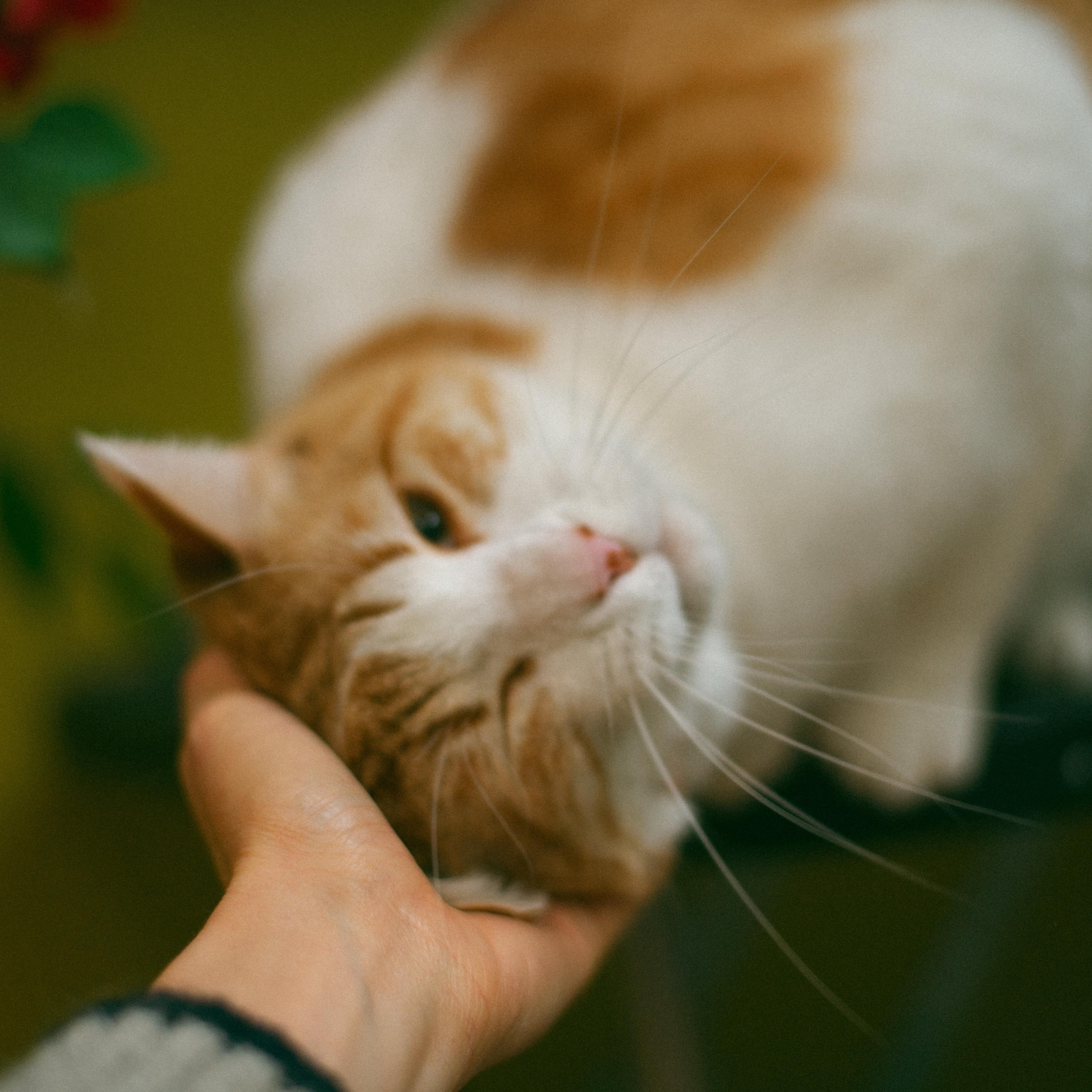 Enlarge Kat, a ADOPTABLE mixed breed in Thayne, WY image 6/6