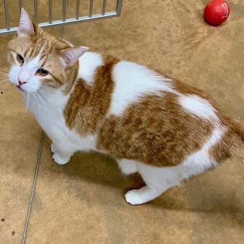 Enlarge Kat, a ADOPTABLE mixed breed in Thayne, WY image 5/6