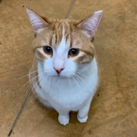 Enlarge Kat, a ADOPTABLE mixed breed in Thayne, WY image 4/6