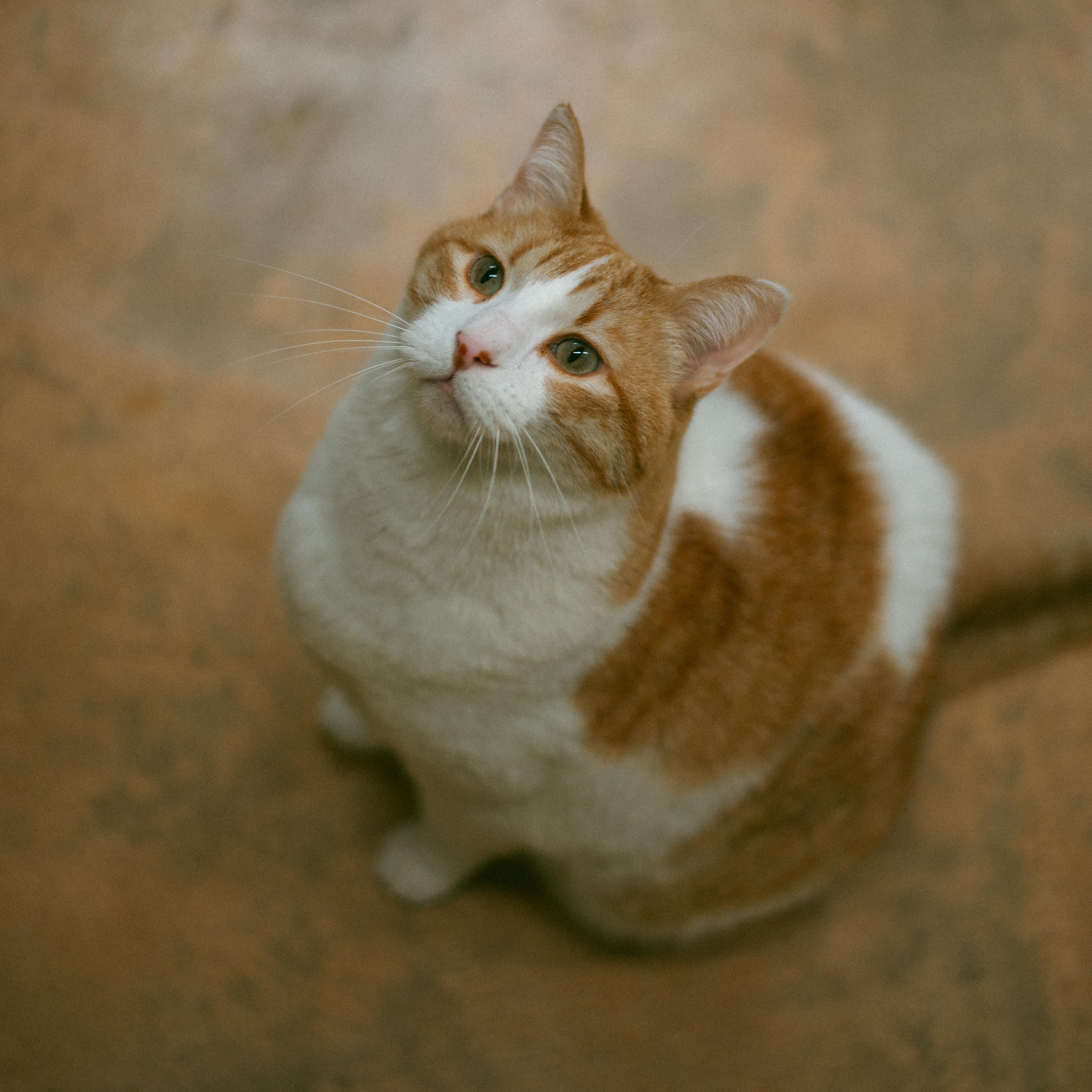 Enlarge Kat, a ADOPTABLE mixed breed in Thayne, WY image 2/6