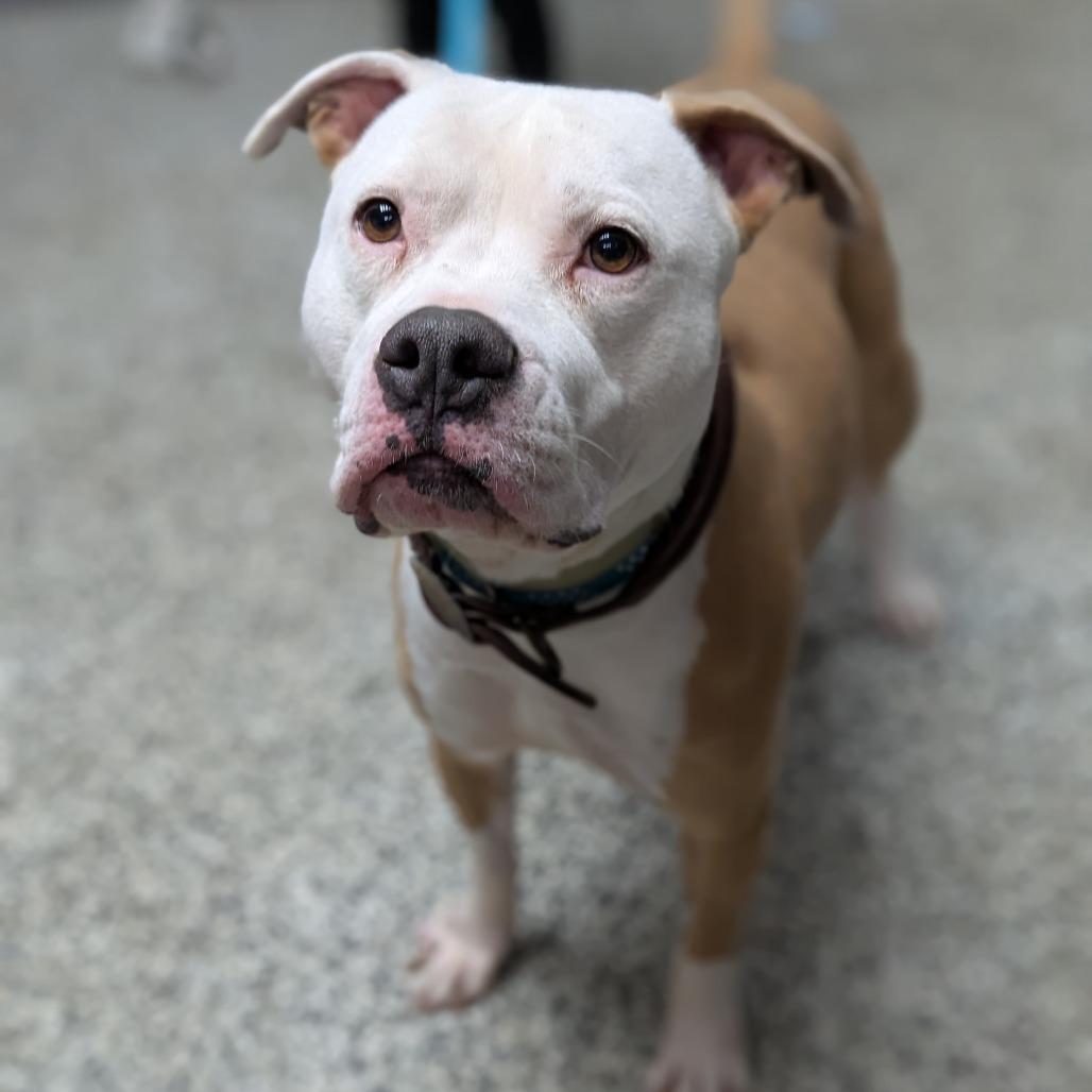 Enlarge Pancho, a Adoptable Pit Bull Terrier in Newton, IA image 1/1