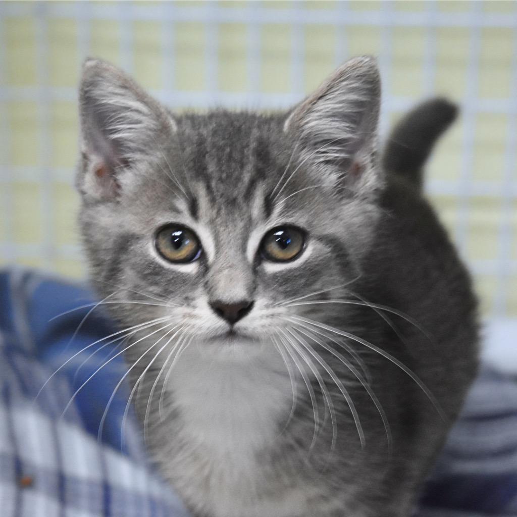 Hobo, Adopted, Kitten Male Domestic Short Hair.