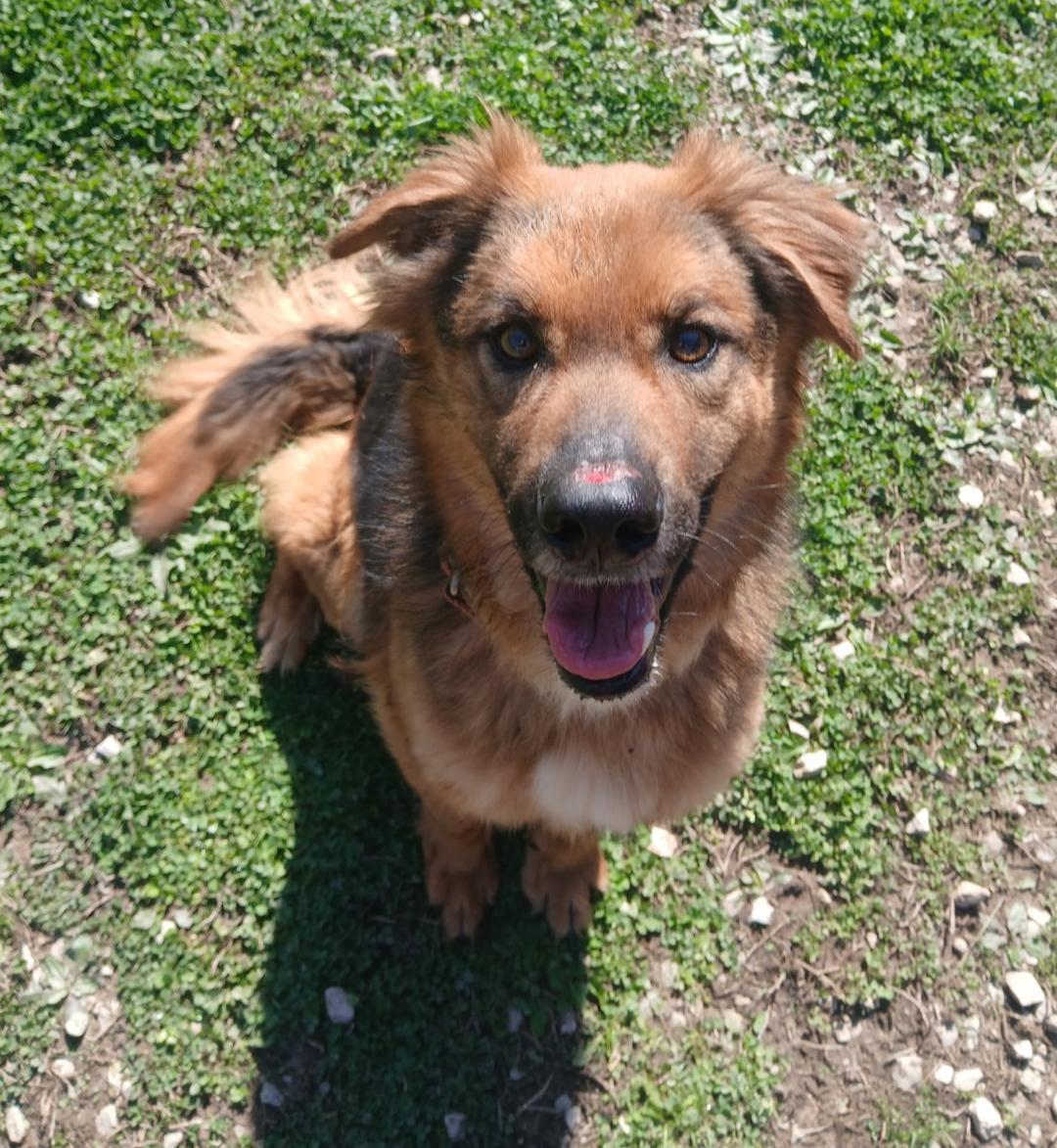 Drake, ADOPTABLE, Adult Male Mixed Breed.