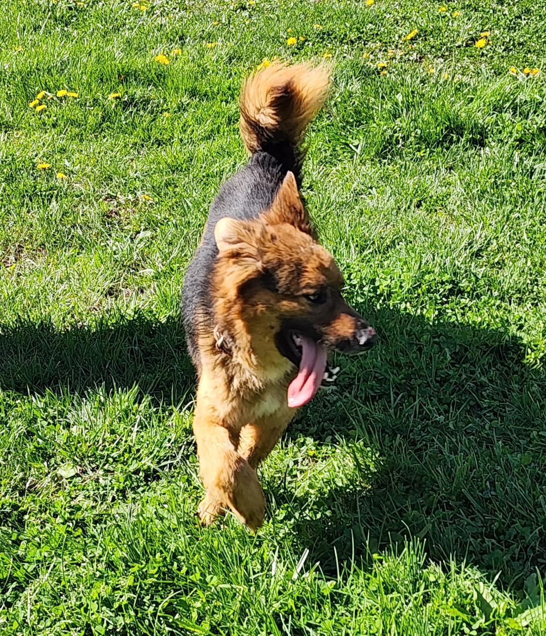 Enlarge Drake, a ADOPTABLE mixed breed in Point Pleasant, WV image 2/2