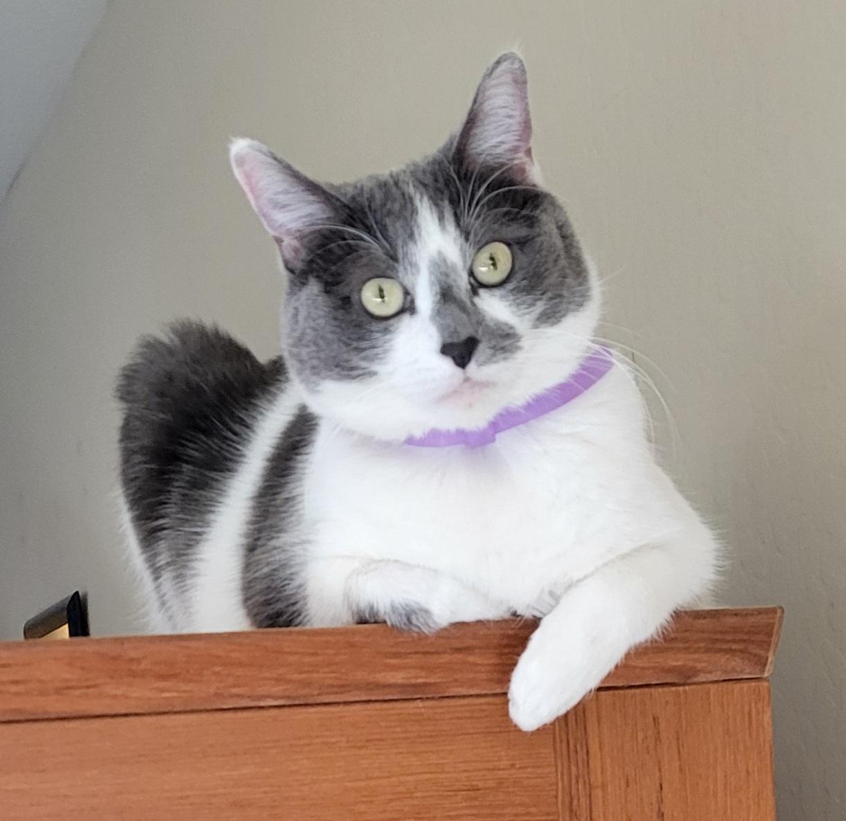 betty f adult lap cat/talks/house trained/hooded litter box/luvs attention, adoptable, Adult Female Domestic Short Hair.