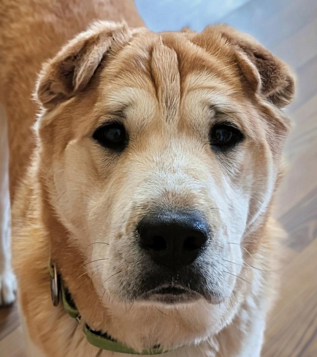 Enlarge Cowboy, a ADOPTABLE Shar-Pei in Cameron, NC image 1/1