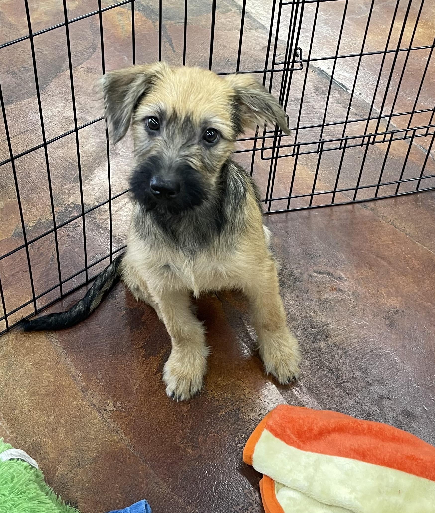 Enlarge Tom Kat, an adopted mixed breed in Chandler, AZ image 1/5