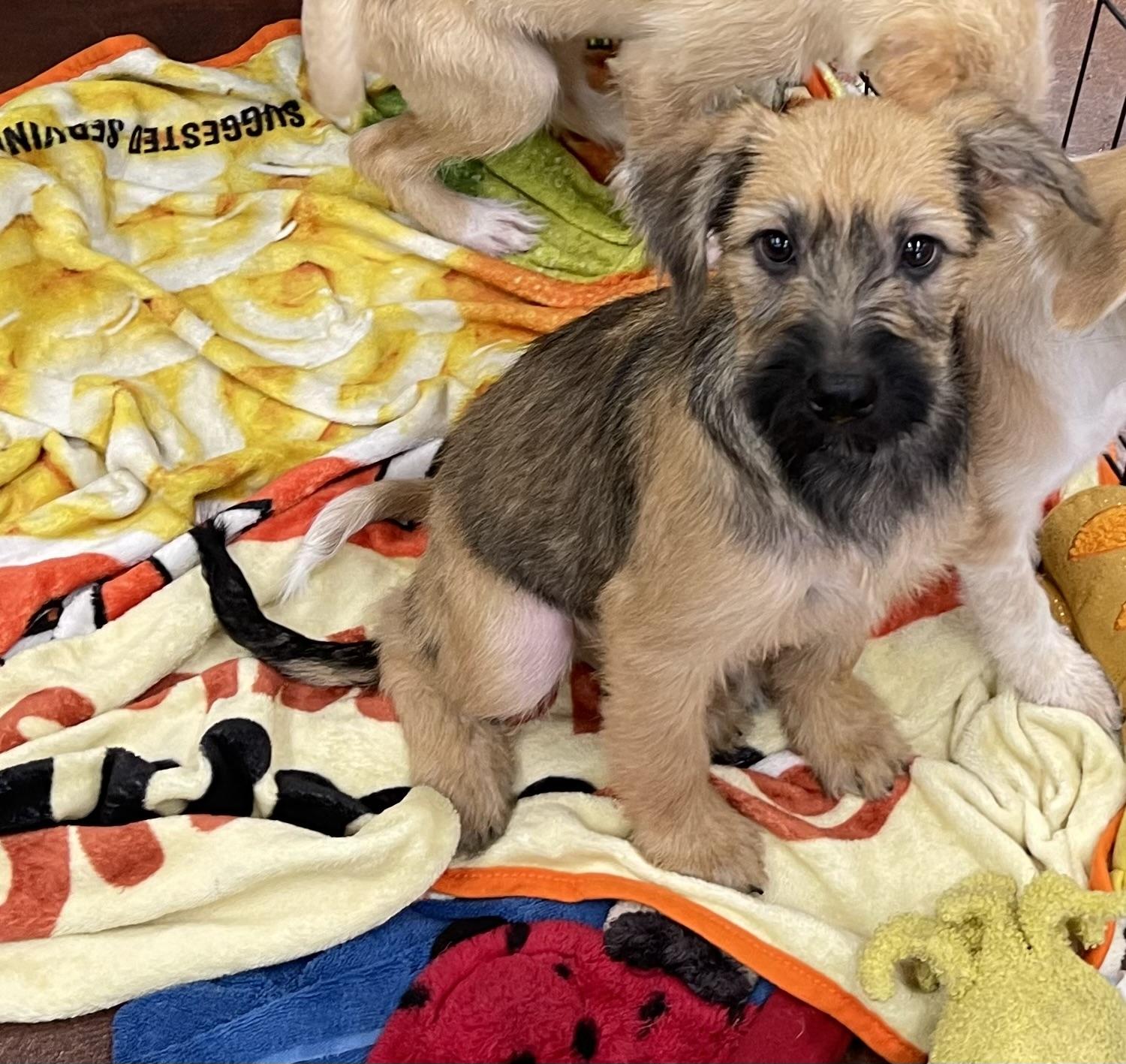 Enlarge Tom Kat, an adopted mixed breed in Chandler, AZ image 2/5