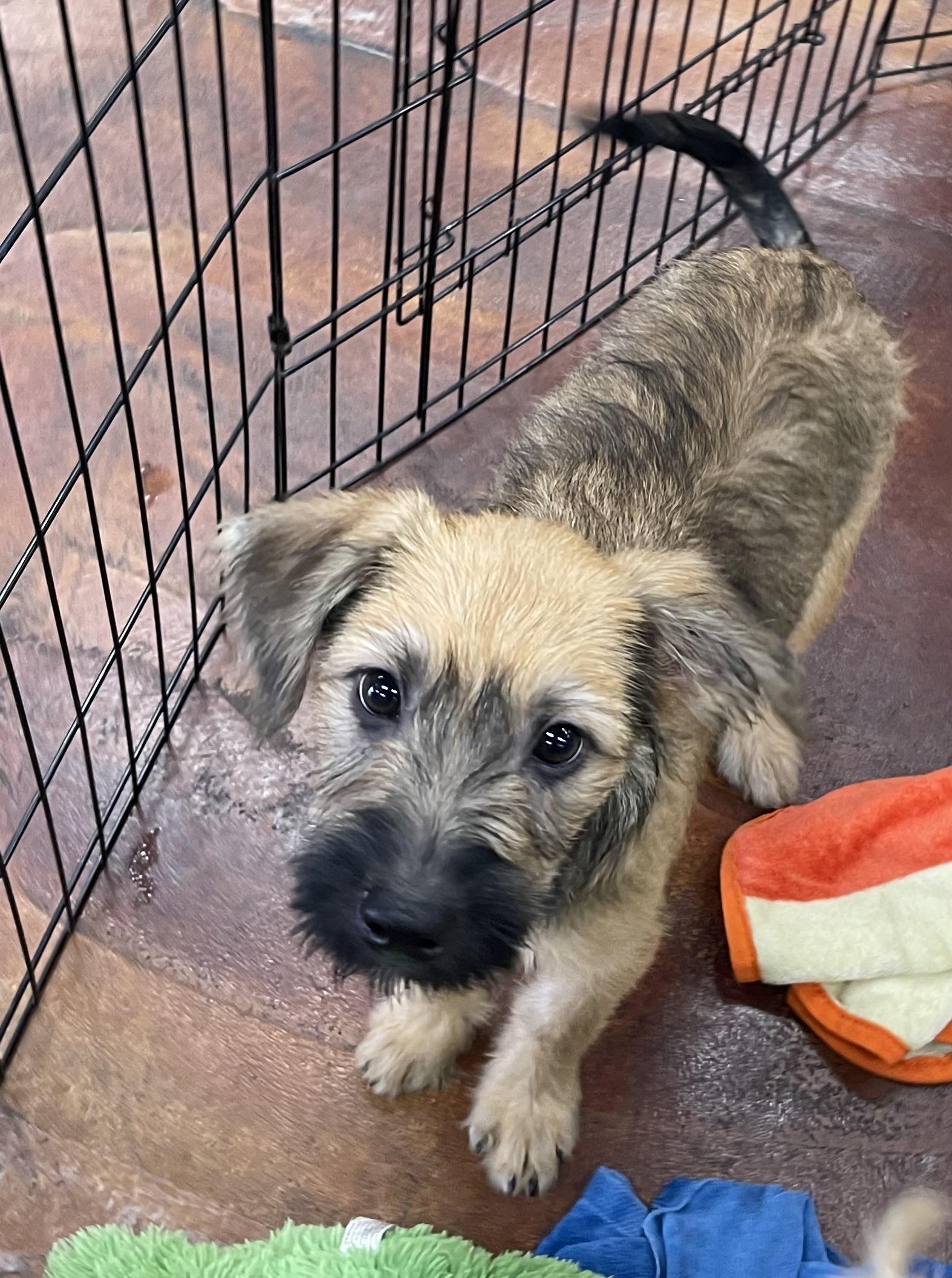 Enlarge Tom Kat, an adopted mixed breed in Chandler, AZ image 4/5