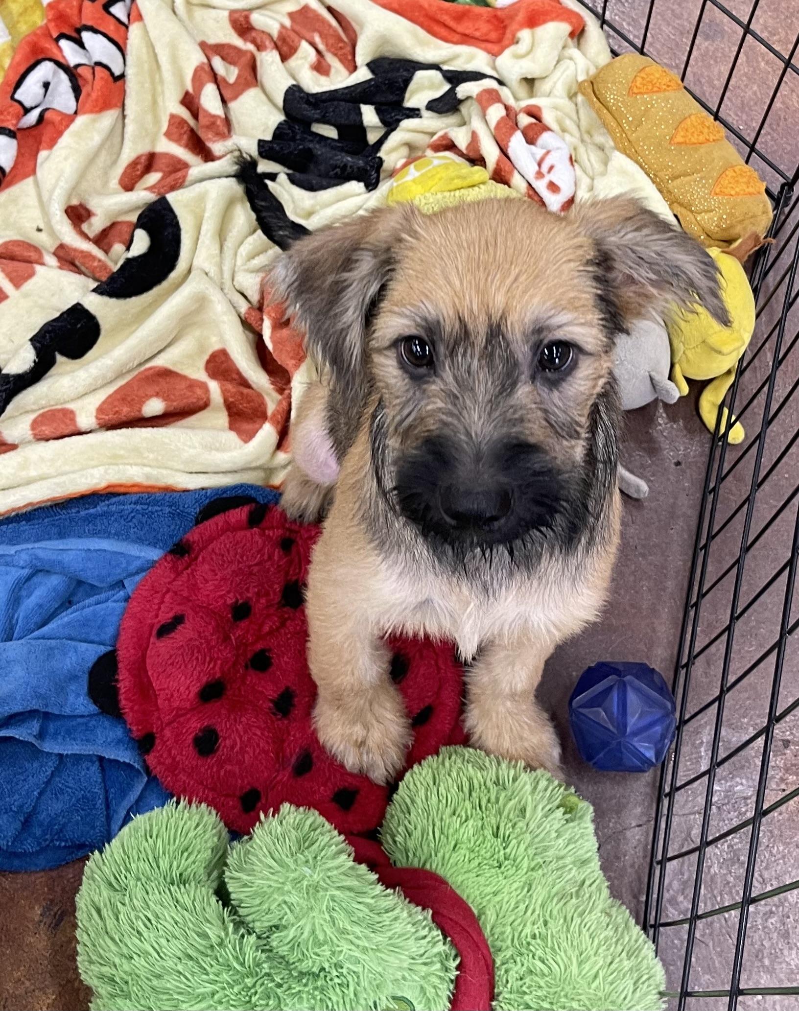 Enlarge Tom Kat, an adopted mixed breed in Chandler, AZ image 5/5
