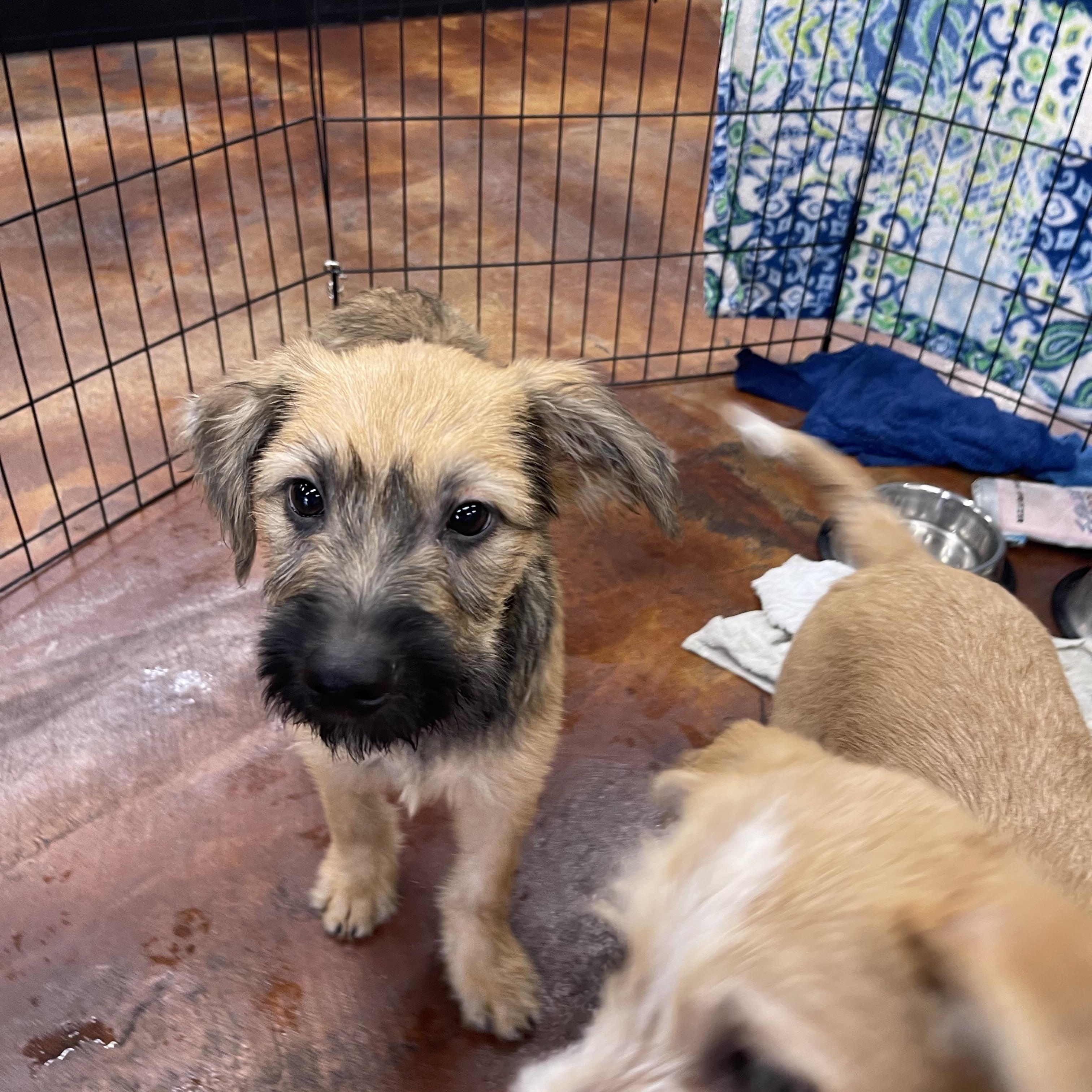 Enlarge Tom Kat, an adopted mixed breed in Chandler, AZ image 3/5