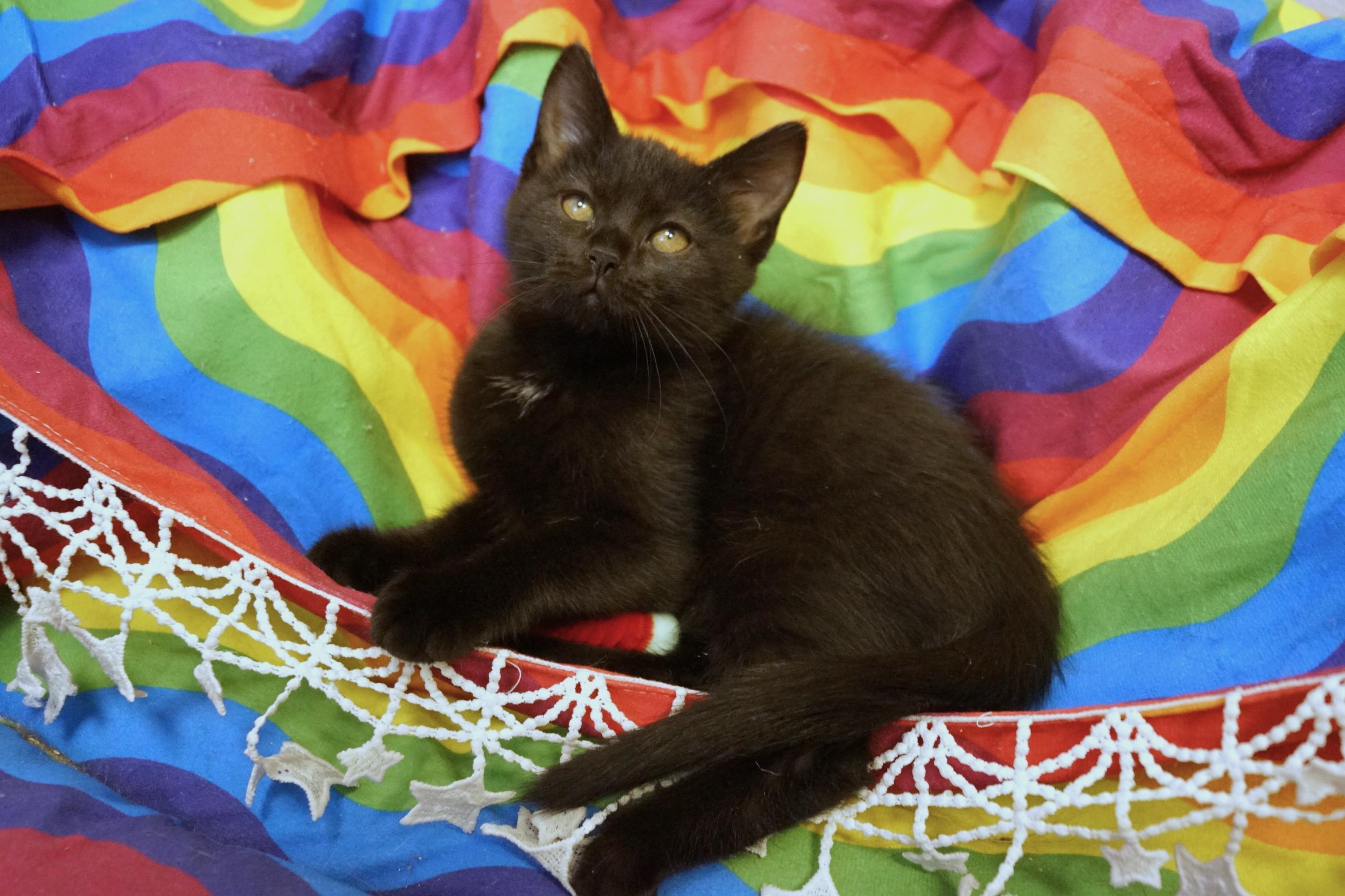 Enlarge Kitten 26-3 Black DSH, an adopted mixed breed in New Milford, CT image 3/5