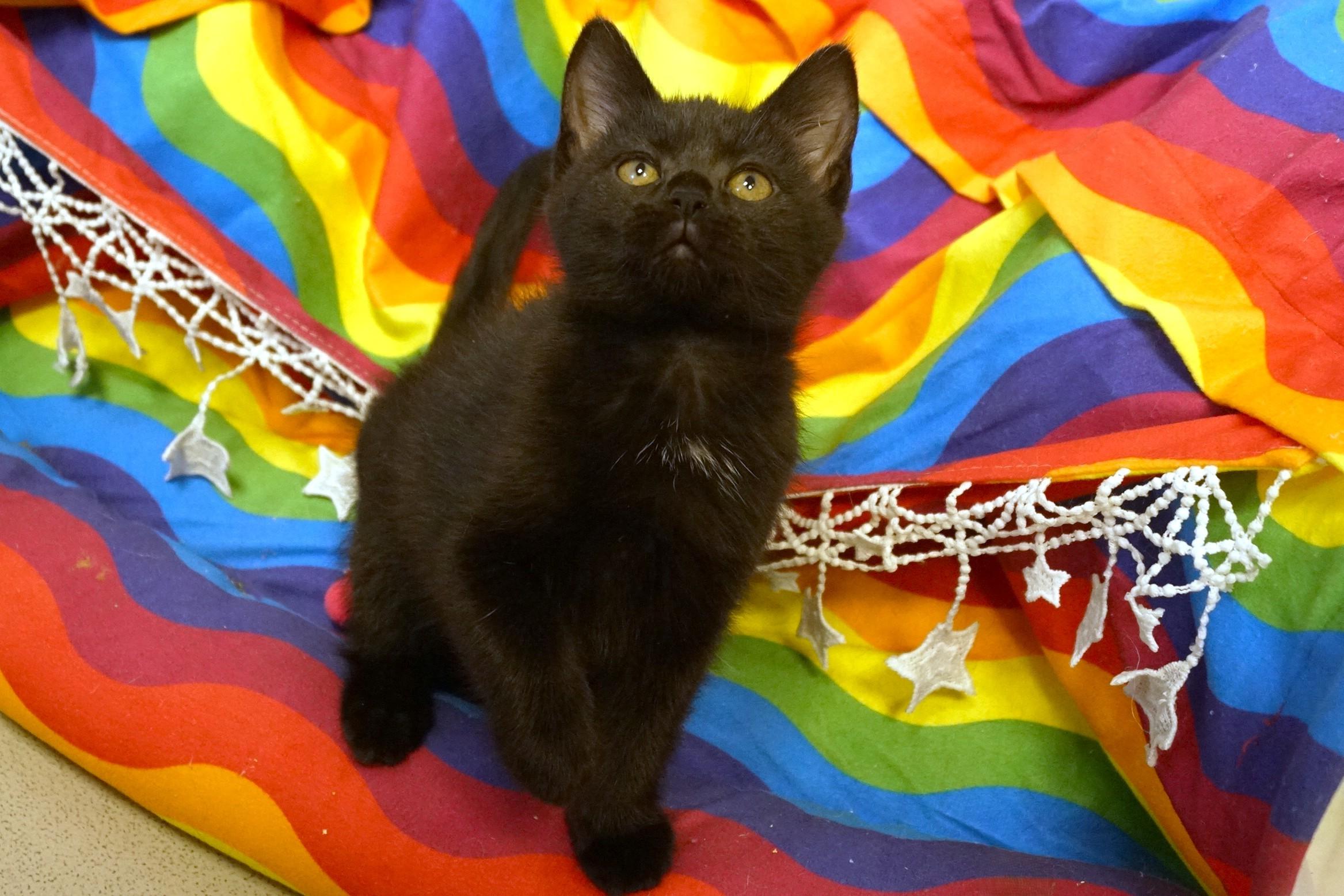 Enlarge Kitten 26-3 Black DSH, an adopted mixed breed in New Milford, CT image 4/5