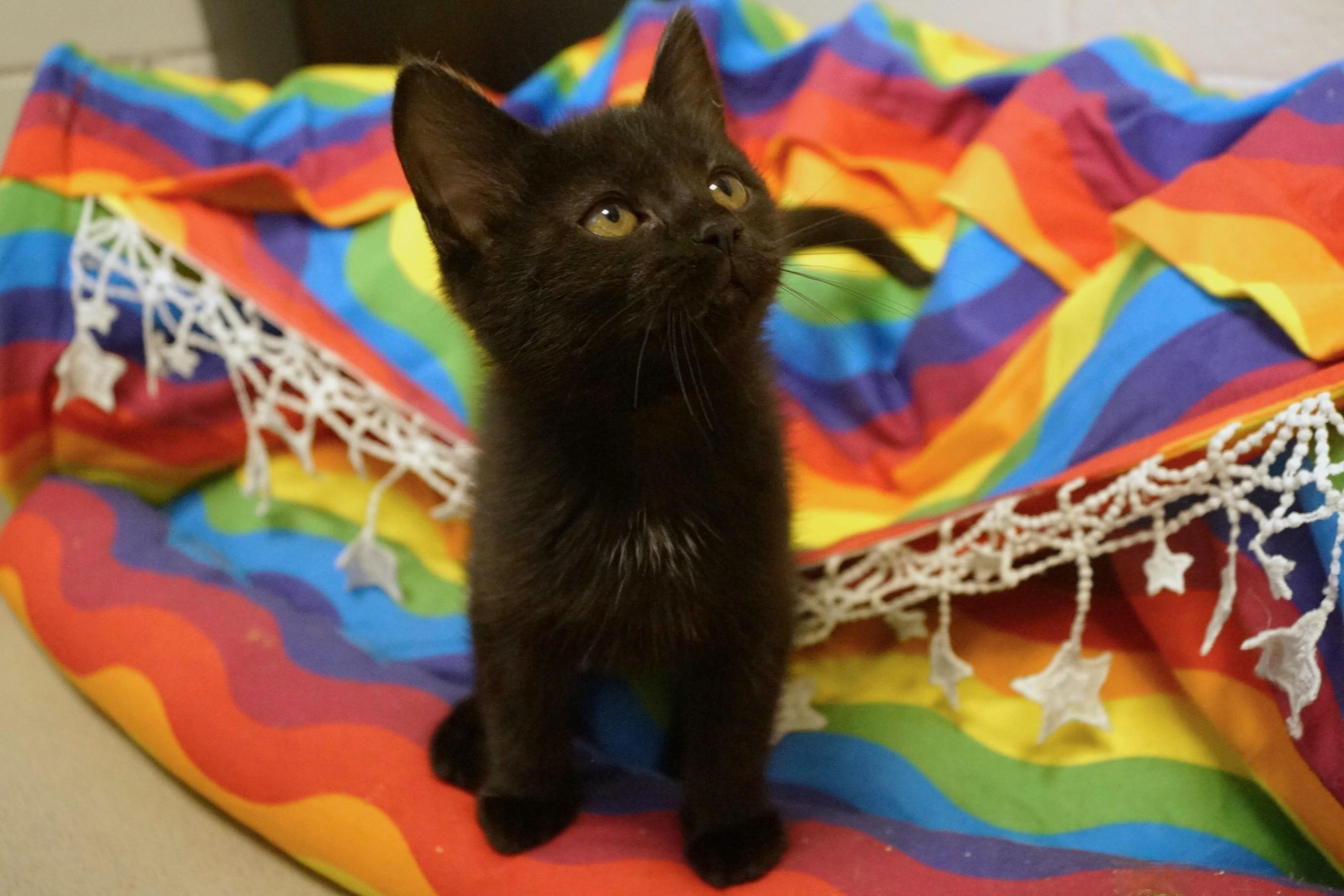 Enlarge Kitten 26-3 Black DSH, an adopted mixed breed in New Milford, CT image 5/5