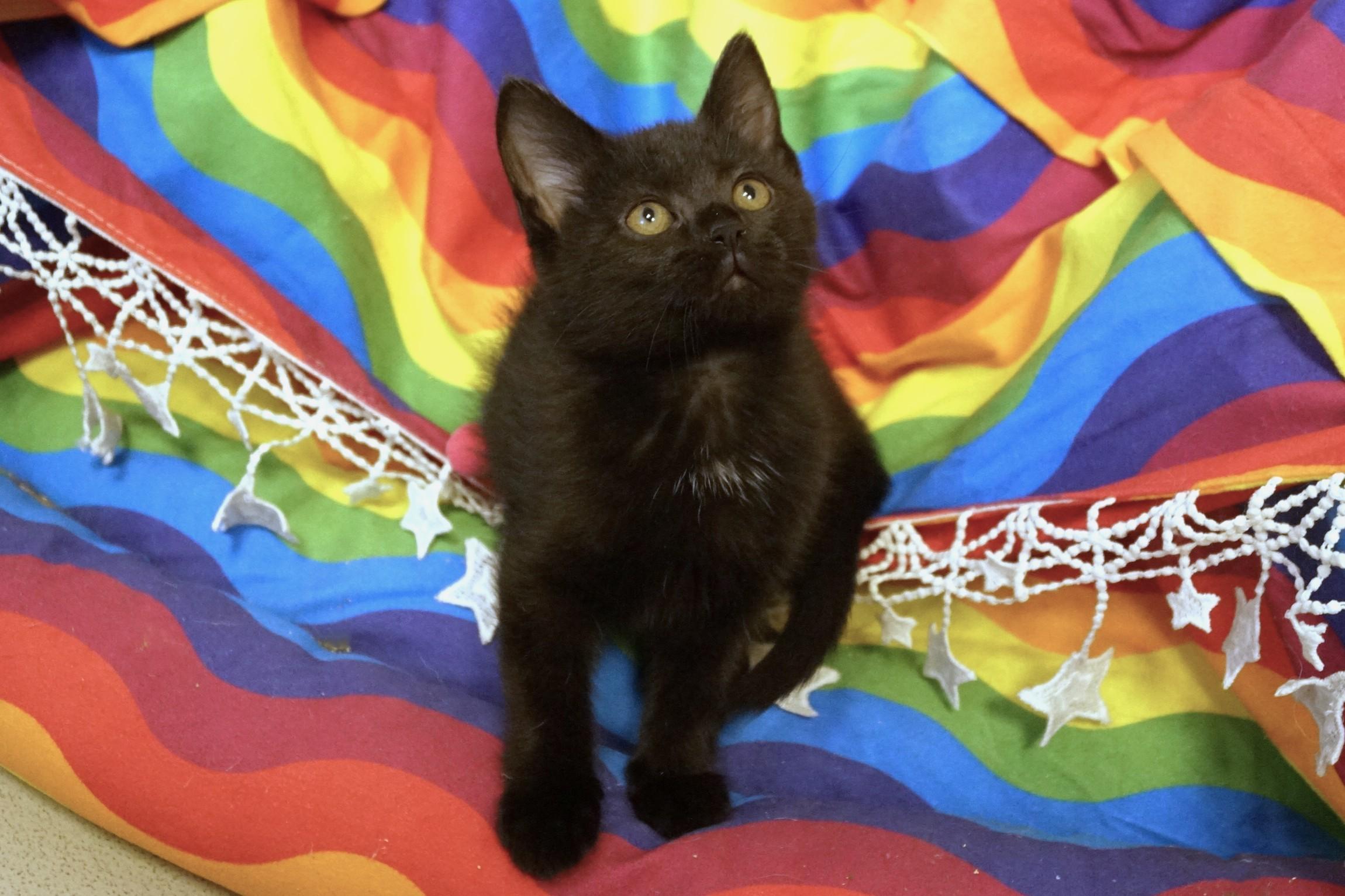 Enlarge Kitten 26-3 Black DSH, an adopted mixed breed in New Milford, CT image 2/5