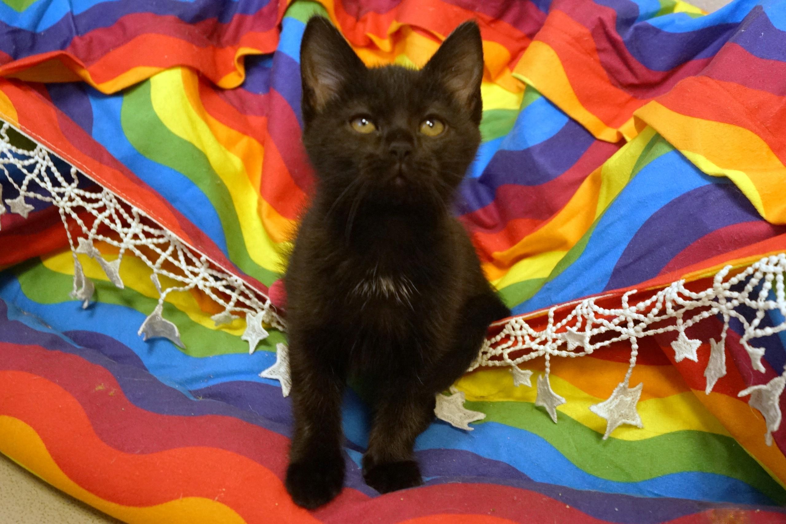 Enlarge Kitten 26-3 Black DSH, an adopted mixed breed in New Milford, CT image 1/5