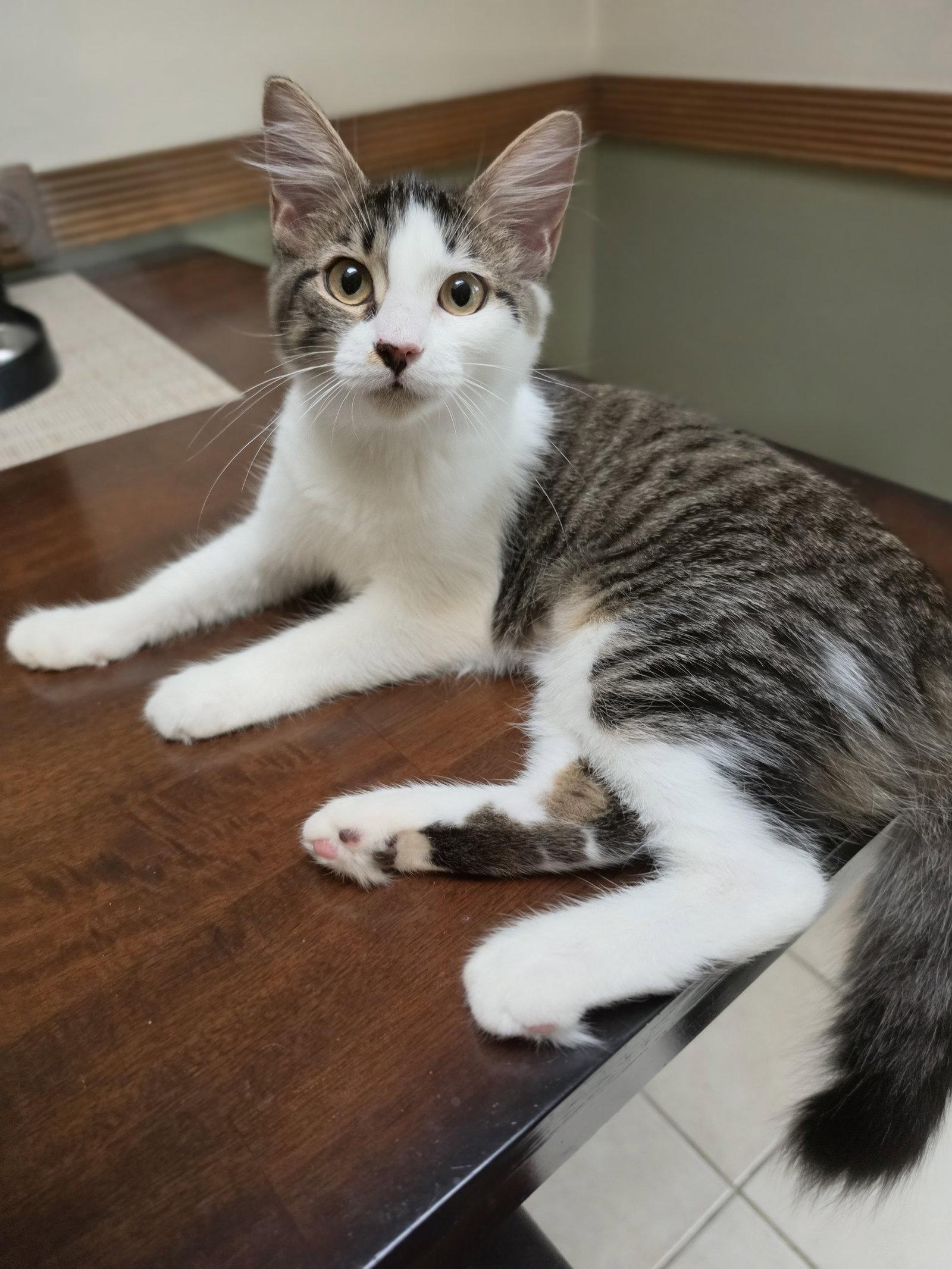 Miss Fluff, Adoptable, Kitten Female Domestic Short Hair.