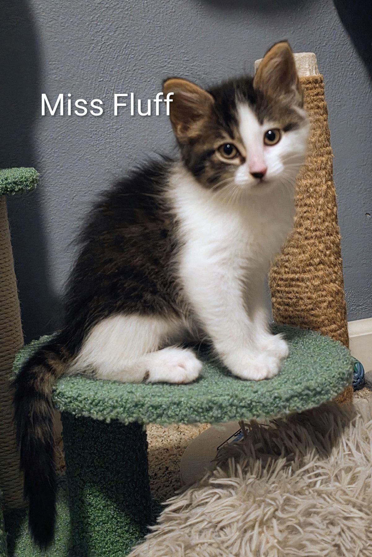 Enlarge Miss Fluff, a Adoptable Domestic Short Hair in Lake Saint Louis, MO image 2/3