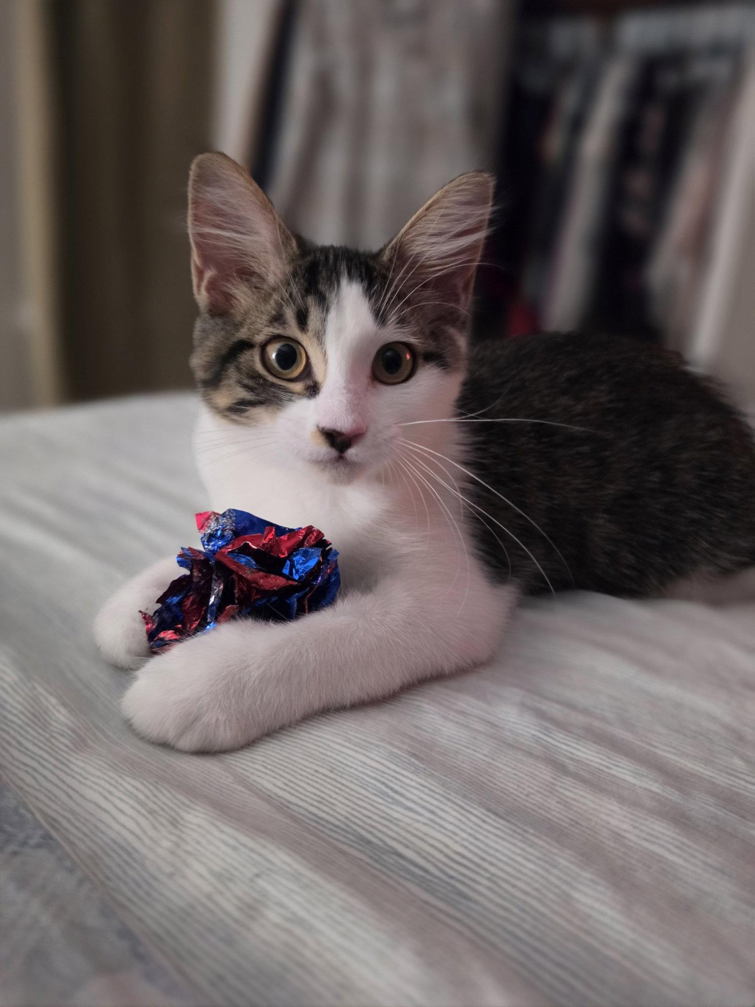 Enlarge Miss Fluff, a Adoptable Domestic Short Hair in Lake Saint Louis, MO image 3/3