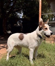 Enlarge Woody, a Adoptable Australian Cattle Dog / Blue Heeler in Dallas, TX image 1/1