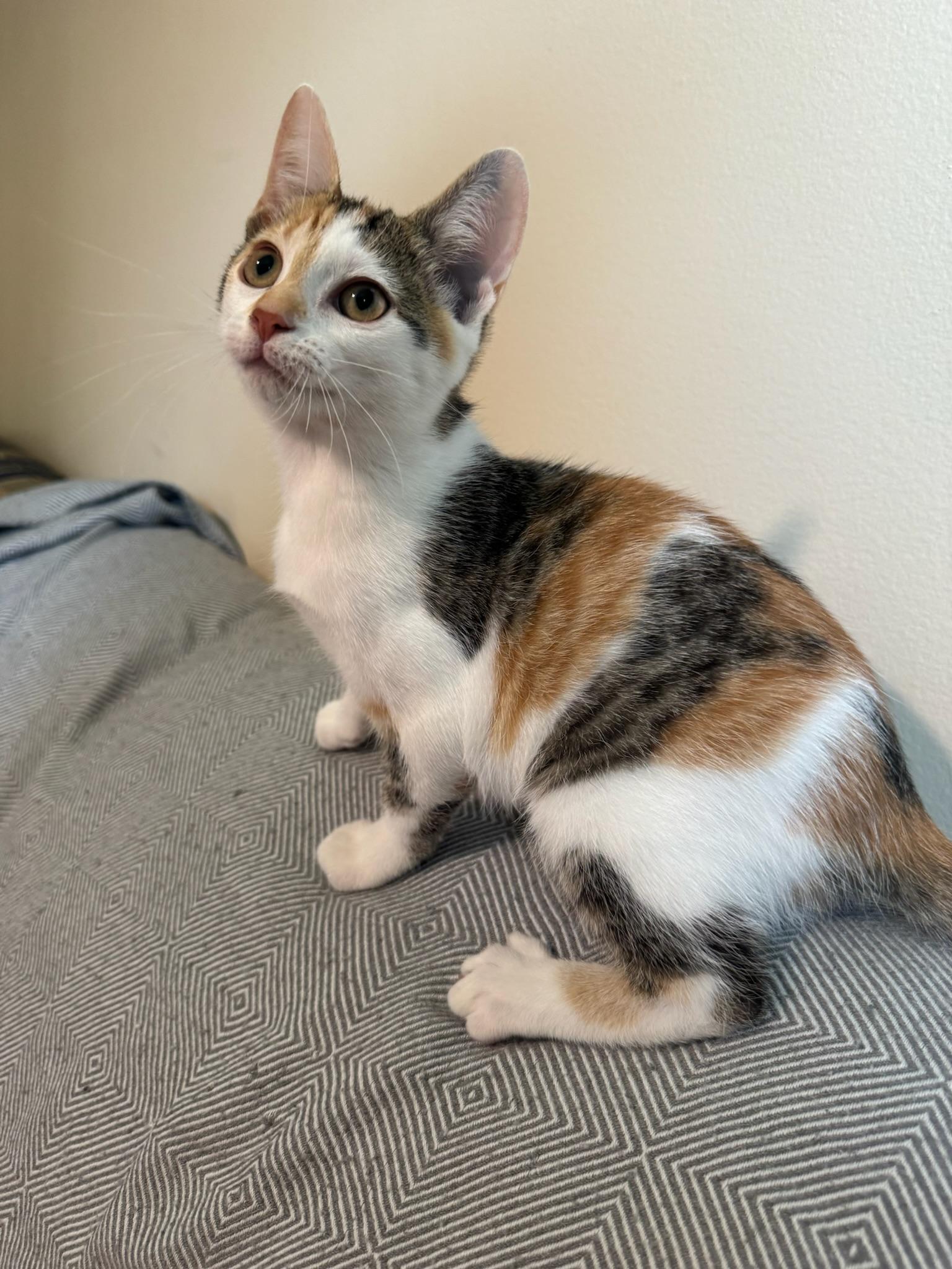 Enlarge Emerald Jade, a Adopted Domestic Short Hair in Hartville, OH image 2/4