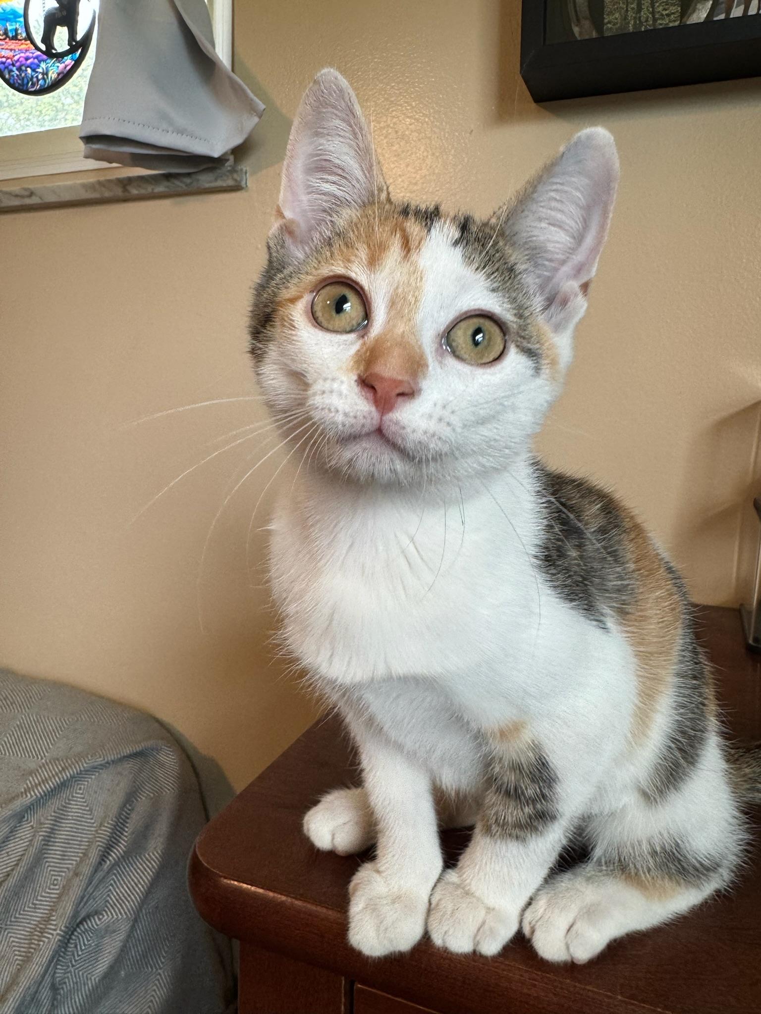 Enlarge Emerald Jade, a Adopted Domestic Short Hair in Hartville, OH image 1/4