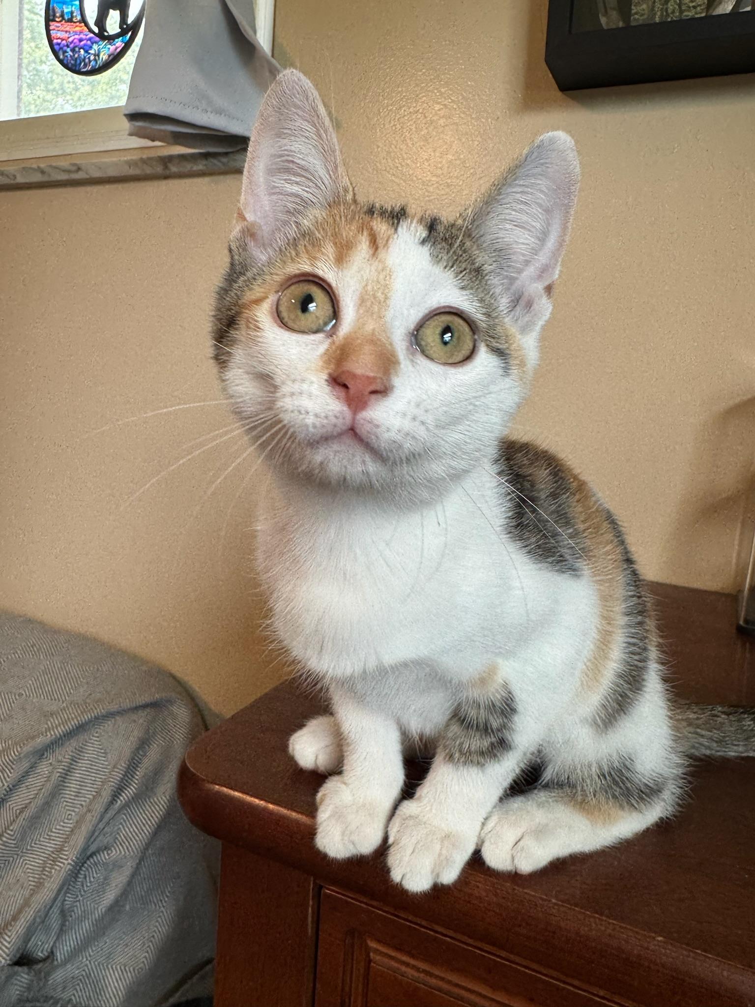 Enlarge Emerald Jade, a Adopted Domestic Short Hair in Hartville, OH image 4/4