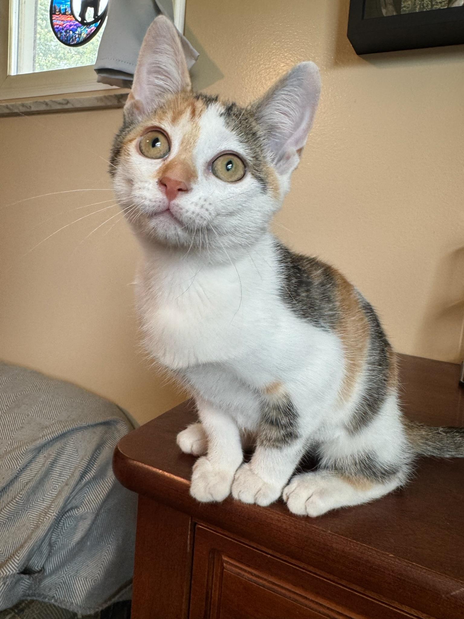 Enlarge Emerald Jade, a Adopted Domestic Short Hair in Hartville, OH image 3/4