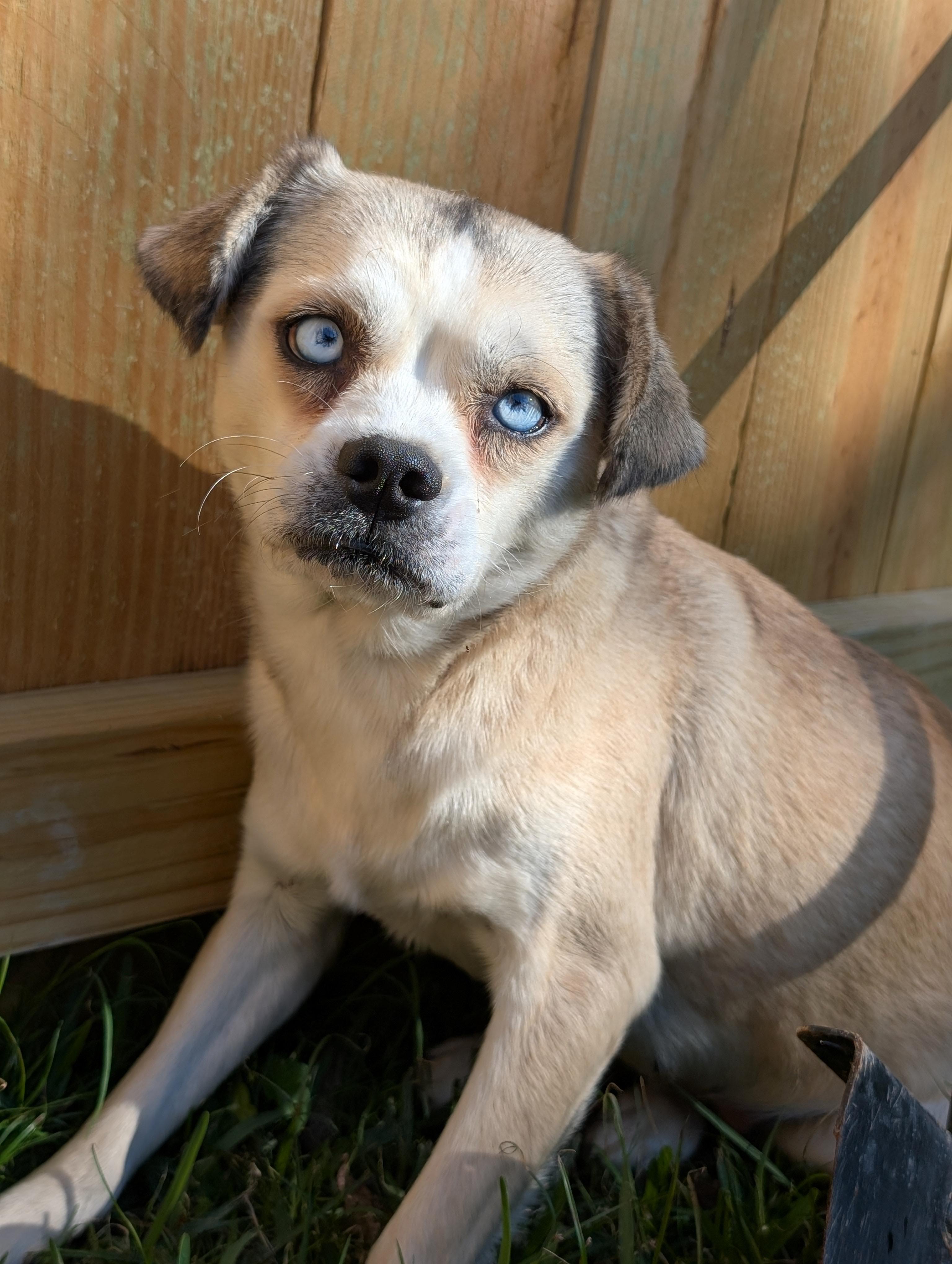 Enlarge Kara, a Adoptable mixed breed in Baton Rouge, LA image 1/1