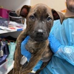 Cinnamon Swirl, Adoptable, Puppy Female Pit Bull Terrier & Mixed Breed.