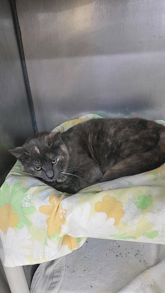 Lenora AKA SPICEY, Adoptable, Young Female Domestic Short Hair.