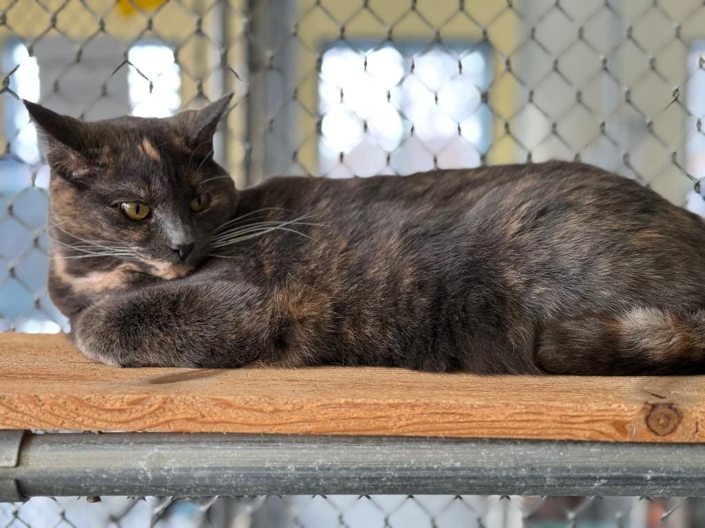 Enlarge Lenora AKA SPICEY, a Adoptable mixed breed in Syracuse, IN image 2/2