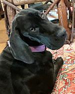 Enlarge Precious Pearl, a ADOPTABLE Great Dane in Poway, CA image 2/6