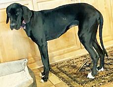 Enlarge Precious Pearl, a ADOPTABLE Great Dane in Poway, CA image 3/6