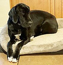 Enlarge Precious Pearl, a ADOPTABLE Great Dane in Poway, CA image 1/6