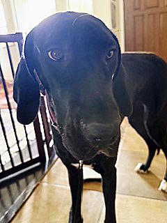 Enlarge Precious Pearl, a ADOPTABLE Great Dane in Poway, CA image 6/6