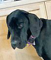 Enlarge Precious Pearl, a ADOPTABLE Great Dane in Poway, CA image 5/6