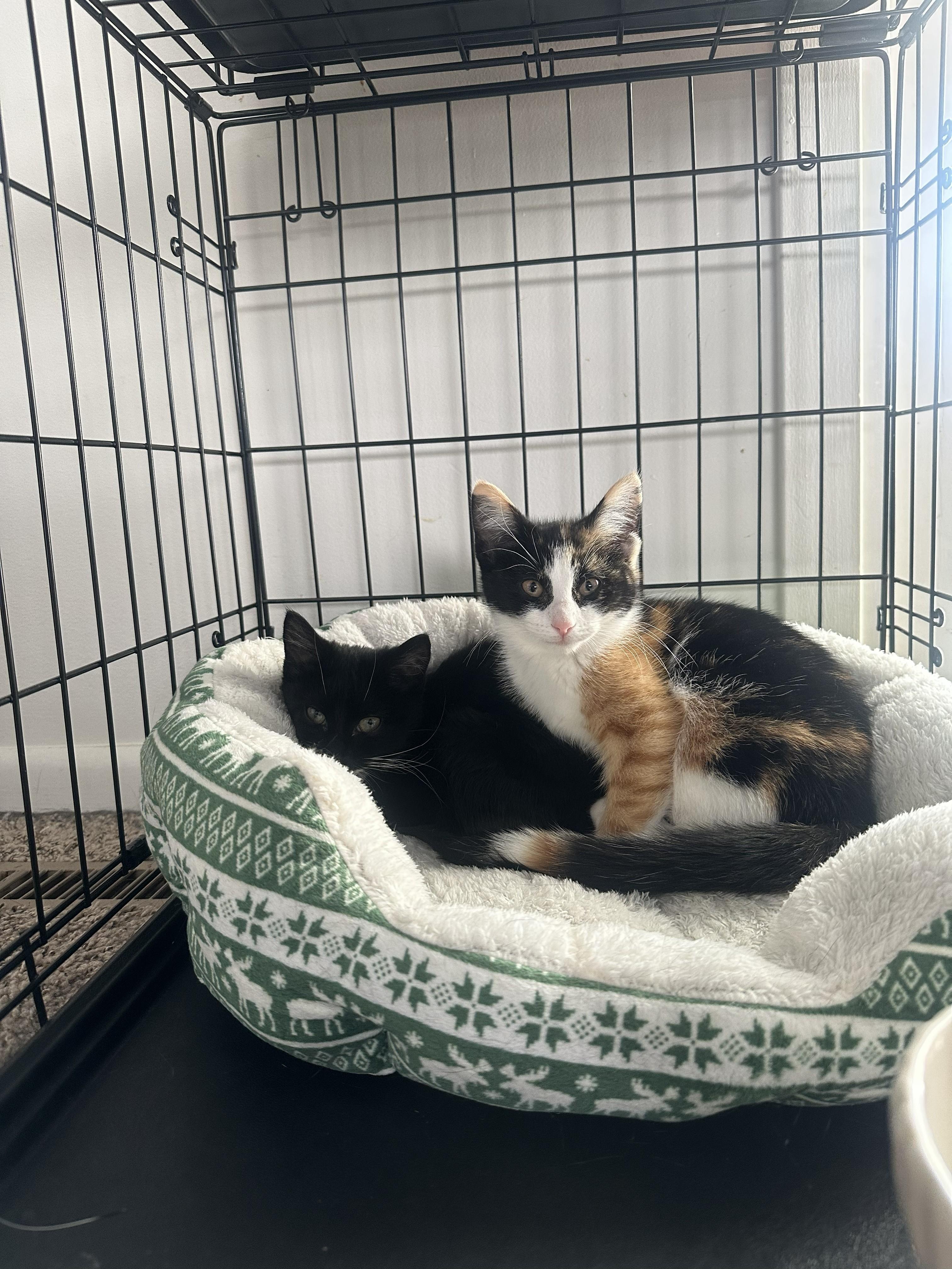 Sabrina, Adoptable, Kitten Female Calico.