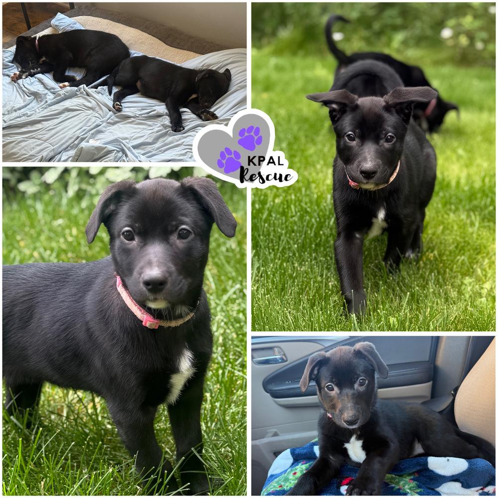 Lotus - Nuts Litter, Adoptable, Puppy Female Mixed Breed & Mixed Breed.