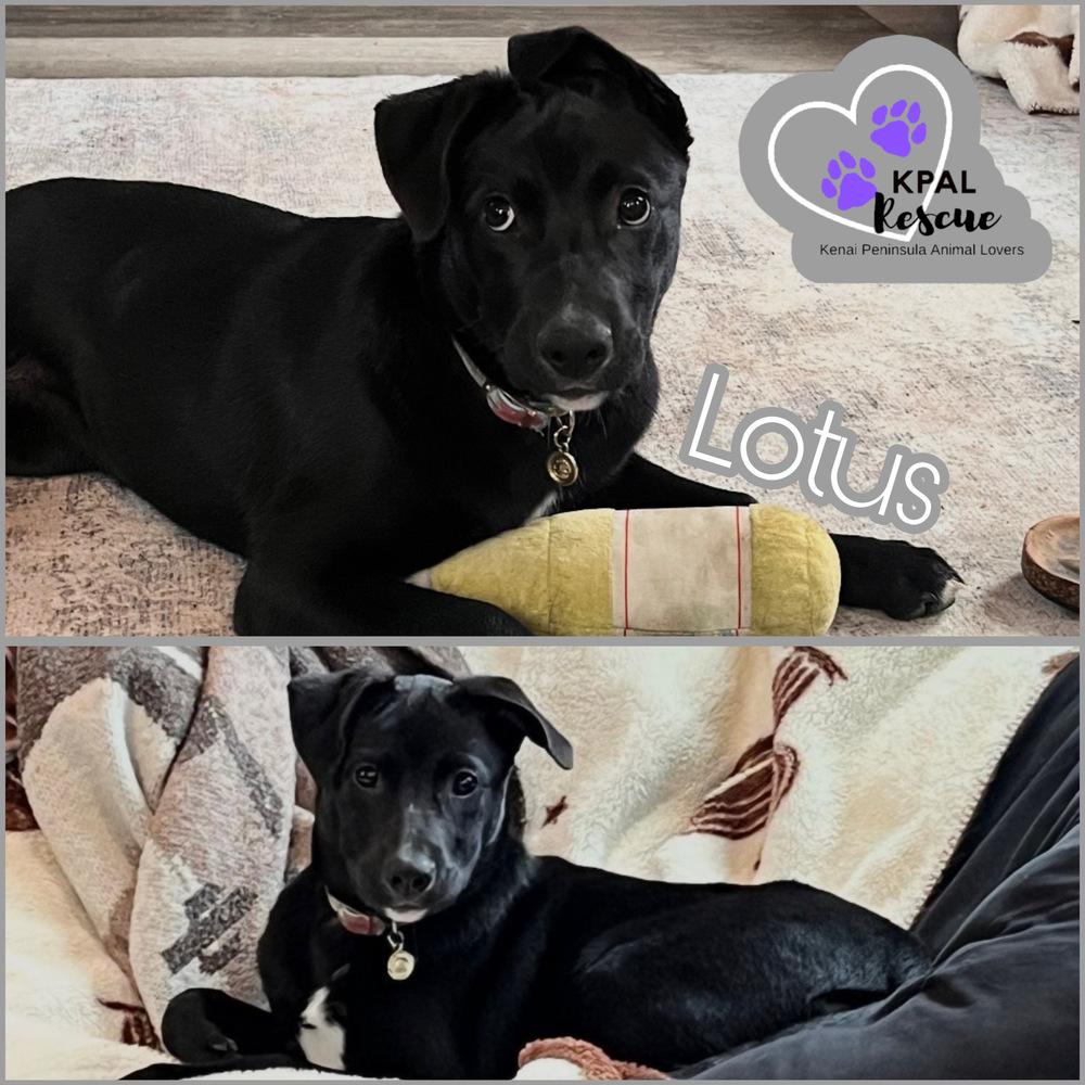 Enlarge Lotus - Nuts Litter, a Adoptable mixed breed in Kenai, AK image 4/5