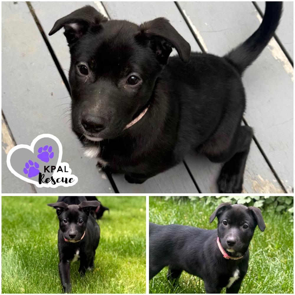 Enlarge Lotus - Nuts Litter, a Adoptable mixed breed in Kenai, AK image 4/4