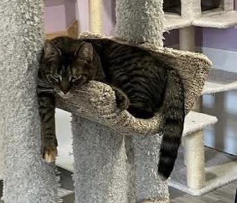 Harper, Adoptable, Young Female Tabby.