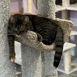 Enlarge Harper, a Adoptable mixed breed in South Park, PA image 5/6