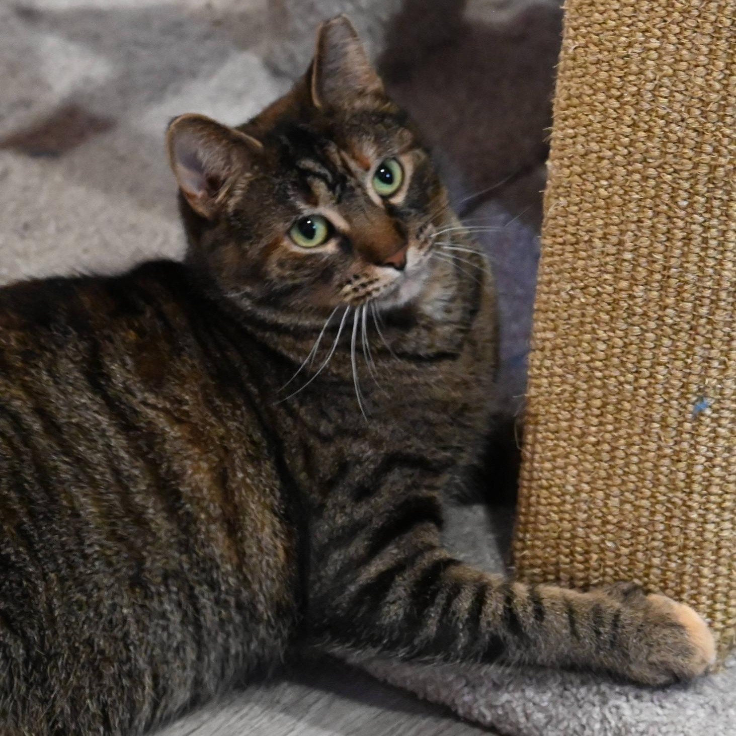 Enlarge Harper, a Adoptable mixed breed in South Park, PA image 4/6