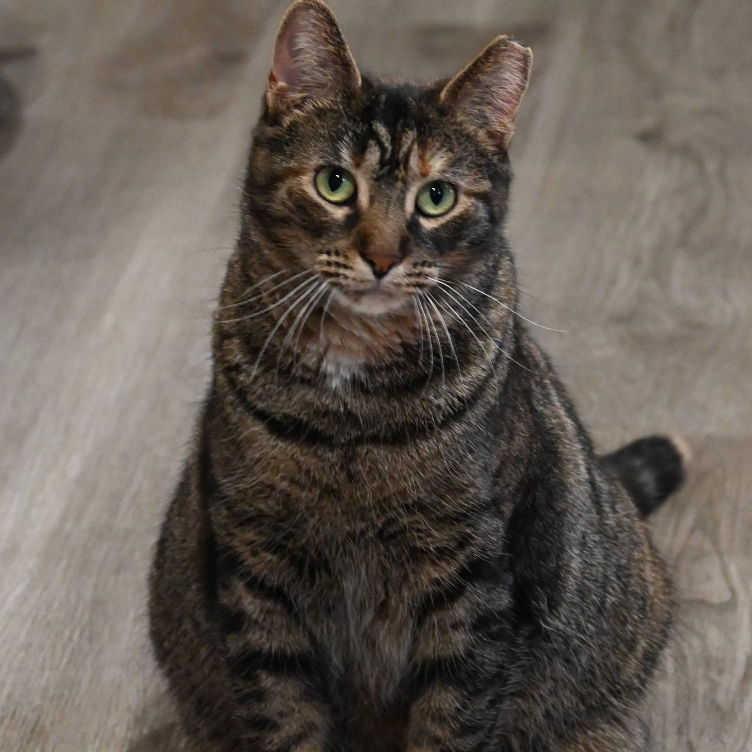 Harper, Adoptable, Young Female Tabby.