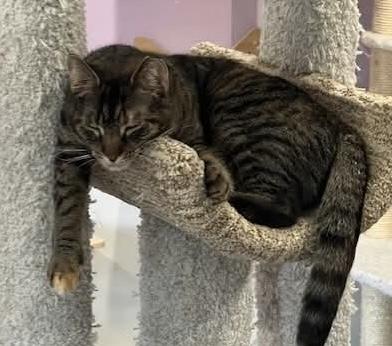 Harper, a Adoptable mixed breed in South Park, PA image 2/3