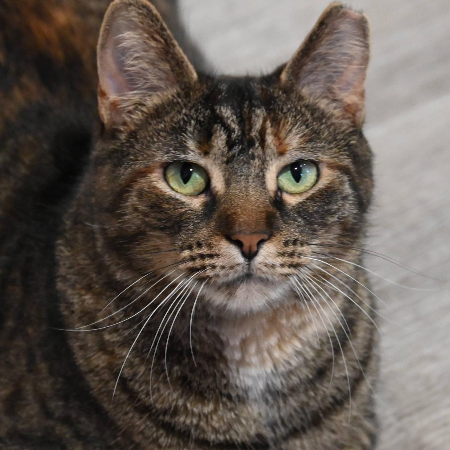 Enlarge Harper, a Adoptable mixed breed in South Park, PA image 2/6