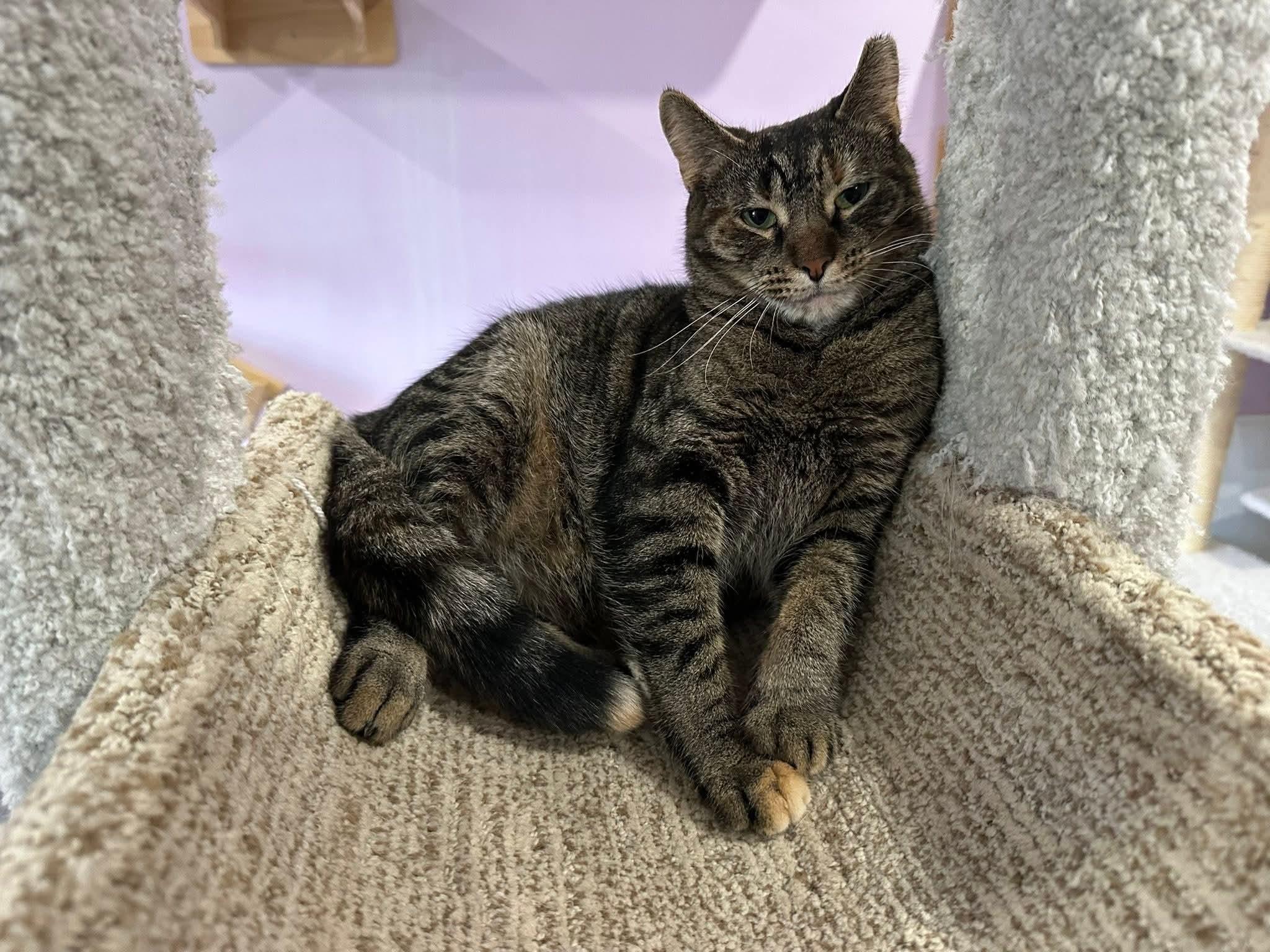 Harper, a Adoptable mixed breed in South Park, PA image 3/3