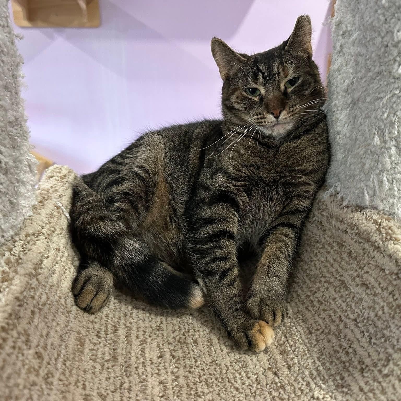 Enlarge Harper, a Adoptable mixed breed in South Park, PA image 6/6